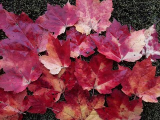 Autumn Maple 2