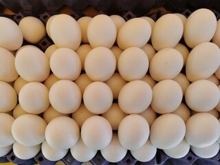 top view of dozens of chicken eggs