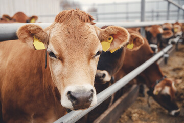 Portrait cows red jersey stand in stall eating hay. Dairy farm livestock industry