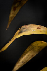 close up of yellow faded leafs on black background