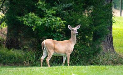 Naklejka na ściany i meble White Tailed Doe standing at attention at wild life sanctuary in Rome Georgia.