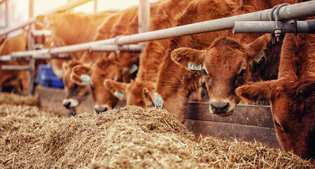 Cows red jersey with automatic collar. Modern farming dairy and meat production livestock industry