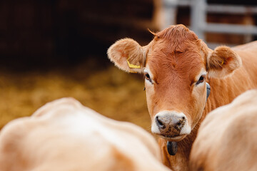 Portrait of red hairy jersey smile cow funny face, big ears showing tongue