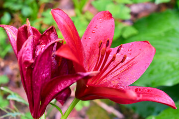 pink lily closeup