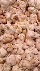 fresh garlic