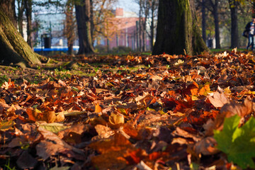 Autumn background with yellow, red and green fallen dry leaves on the grass. Sunny day, light and shadow play with copyspace.