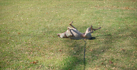 Obraz na płótnie Canvas Large goofy dog rolling around on his back on short grass in the park. Happy weimaraner enjoys the fresh air and nice weather, by wiggling around on the ground outside.