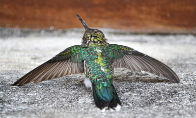 colibrí variopinto © Leonardo J