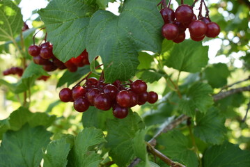 viburnum berries on a branch