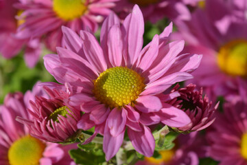 Beautiful pink flowers, Chrysanthemum Clara Curtis