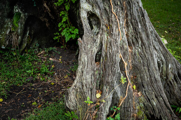 HD Closeup of Tree Old Lightning Scarred Rotten Trunk With Fresh Green Foliage and Moss Protruding Through On The Leafy Mossy Forest Woodland Floor Outdoors In The Shade At A Park 