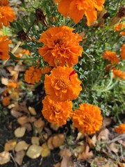 orange flowers