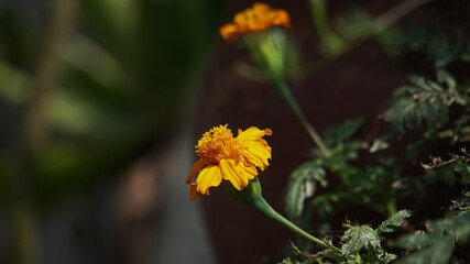 yellow flower in the garden