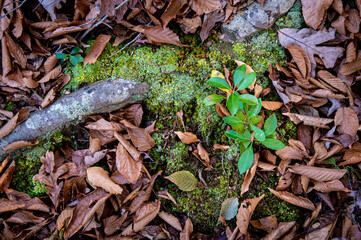 Saplings of mountain laurel (Kalmia latifolia) sprouting from a patch of moss and lichen next to the root of an American beech (Fagus grandifolia) tree on forest floor in autumn in central Virginia.