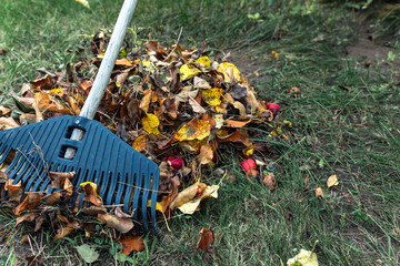 Cleaning autumn leaves in the garden with a plastic rake. Concept of preparation for winter and composting.
