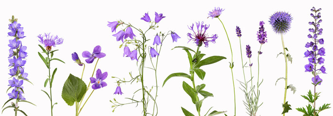 Selection of violet garden flowers