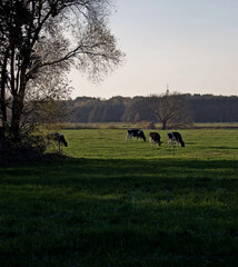 auf der Weide