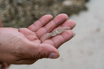 Fototapeta premium human hand holding very small white ghost crab at sand beach