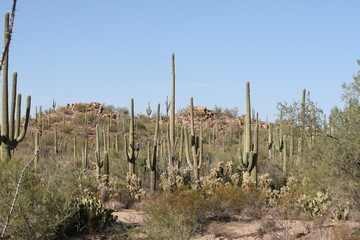 Desert Landscape With Rocks, Saguaro Cactus, Cholla Cactus, Prickly Pear Cactus