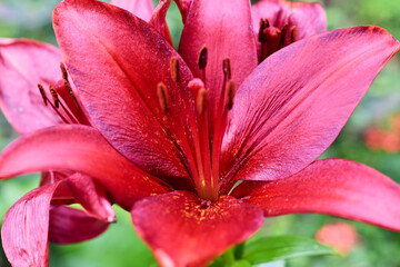 pink lily closeup