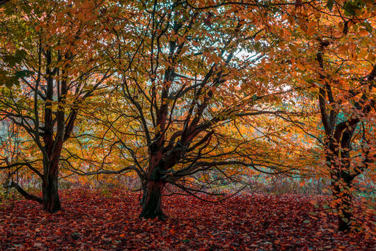 Three trees in the autumn forest or park
