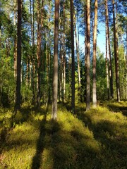 Fototapeta na wymiar Forest in sunny day with shadows in Estonia