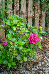 Hortensia flower blossoms at the fence