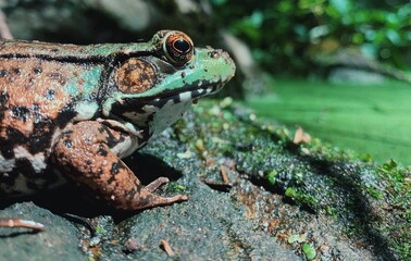 neon green and brown frog close up