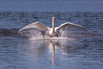 Landing Mute Swan.