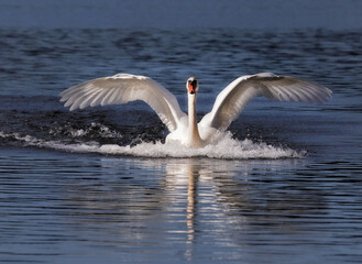 Mute Swan