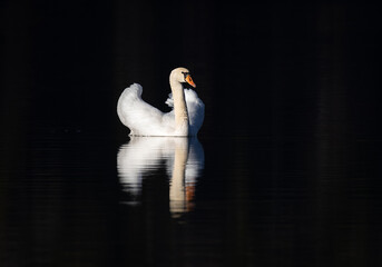 Obraz premium Mute Swan