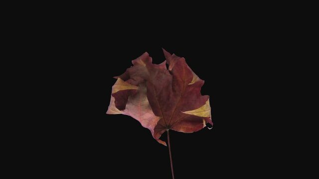 Time-lapse of drying brown Maple leaf 1c3 in RGB + ALPHA matte format isolated on black background
