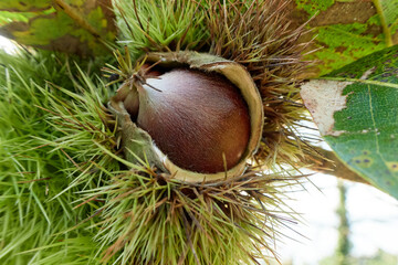 Castaña