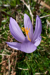 Fototapeta premium Falso Azafrán