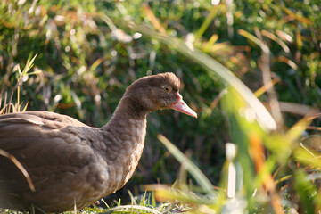 Duck walks in the meadow. It is brown. Local focus.