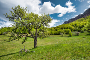 Fototapeta na wymiar Tree in the spring field.