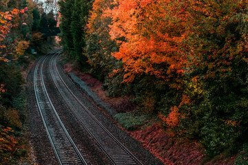 Empty railroad throught the beautiful orange color forest or park