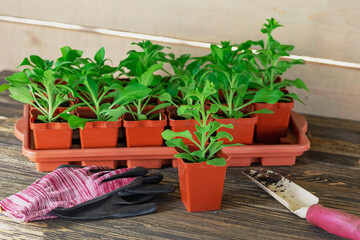 Planting flower seedlings. A set of garden tools on a wooden background