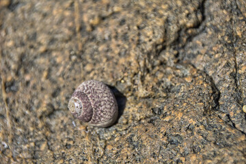 shell on the beach