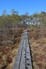 Wooden path in bog in Estonia
