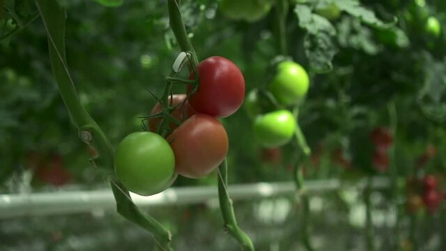 Hydroponic farm view of tomato vegetables growing on plantation in light greenhouse spbd. Plants with green and red fruits grow on field in glasshouse with modern technology. Agricultural crops grown