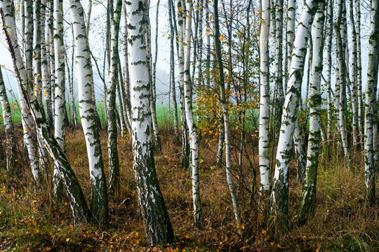 zagajnik brzozowy