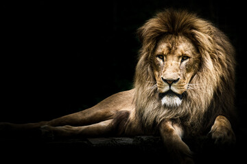 Obraz na płótnie Canvas The Lion King Pt. 3
