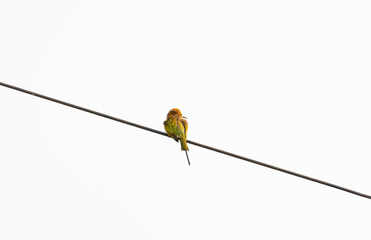 Chestnut Headed Bee Eater