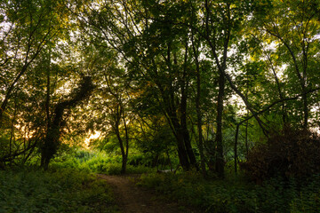 Obraz premium Magical light through trees along path at dusk summer night time shining through lush green leaves. Beautiful dreamy fairy tale atmosphere