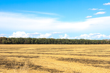 Fototapeta premium Yellow ripe harvested field. Farmland, agricultural landscape