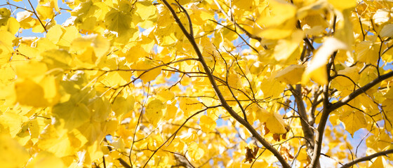 Yellow leaves on wood background