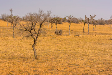 Barren trees line the desert near to Bikaner, Rajasthan, India