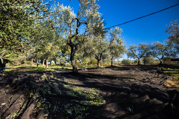 Raccolta olive verdi in Puglia