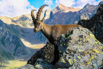 Ibex in the Italian alps